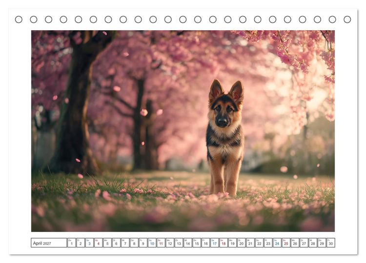 Produktbild: Treue, die bleibt. Emotionale Augenblicke mit Sch&auml;ferhunden. (Tischkalender 2027 DIN A5 quer), CALVENDO Monatskalender