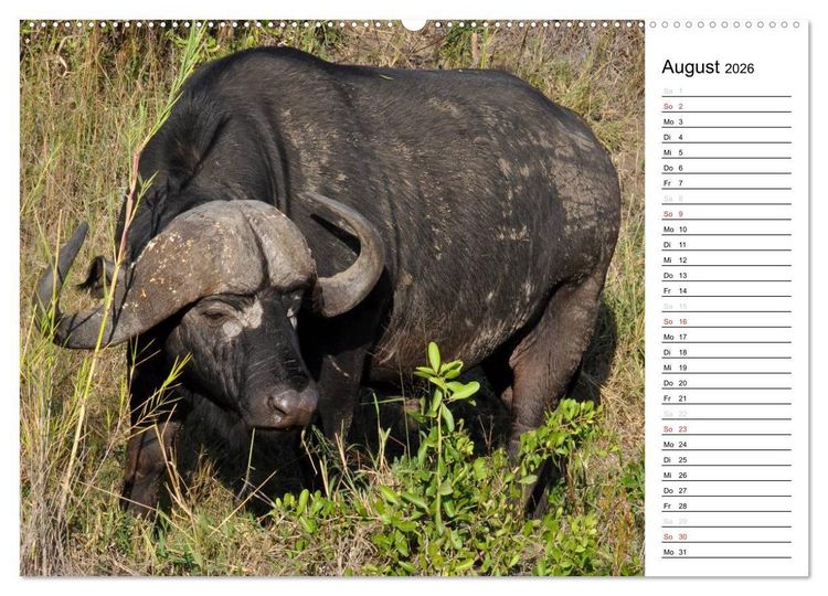 Produktbild: S&uuml;dafrika - Big 5 und mehr (hochwertiger Premium Wandkalender 2026 DIN A2 quer), Kunstdruck in Hochglanz