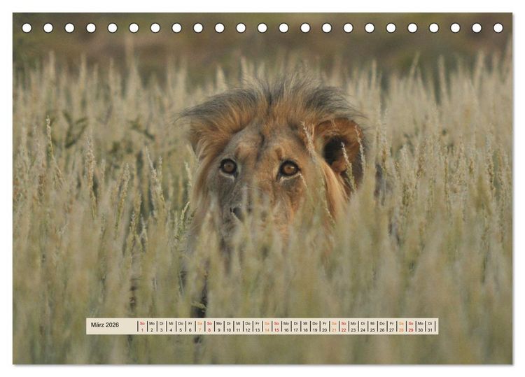 Produktbild: Kgalagadi-Durstland (Tischkalender 2026 DIN A5 quer), CALVENDO Monatskalender