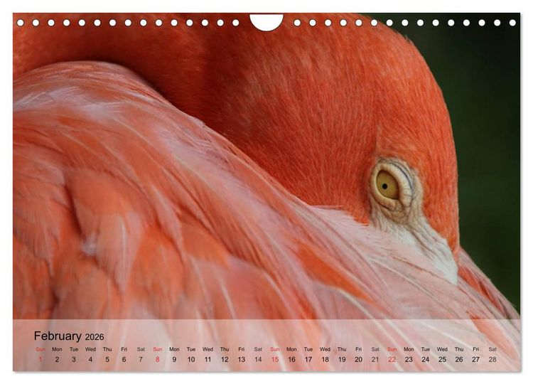 Produktbild: Flamingos Think pink (Wall Calendar 2026 DIN A4 landscape), CALVENDO 12 Month Wall Calendar