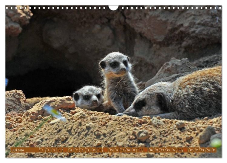 Produktbild: Erdm&auml;nnchens Kinderstube (Wandkalender 2026 DIN A3 quer), CALVENDO Monatskalender