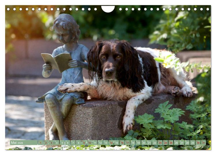 Produktbild: Passion Jagdhund - Kleiner M&uuml;nsterl&auml;nder (Wandkalender 2026 DIN A4 quer), CALVENDO Monatskalender