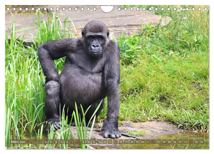Produktbild: Flachlandgorillas in Apenheul (Wandkalender 2026 DIN A4 quer), CALVENDO Monatskalender