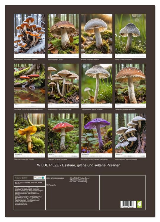 Produktbild: WILDE PILZE - Essbare, giftige und seltene Pilzarten (Wandkalender 2026 DIN A2 hoch), CALVENDO Monatskalender