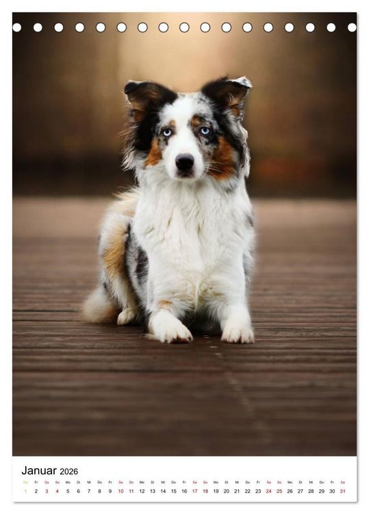 Produktbild: Australian Shepherd - Beste Freunde (Tischkalender 2026 DIN A5 hoch), CALVENDO Monatskalender