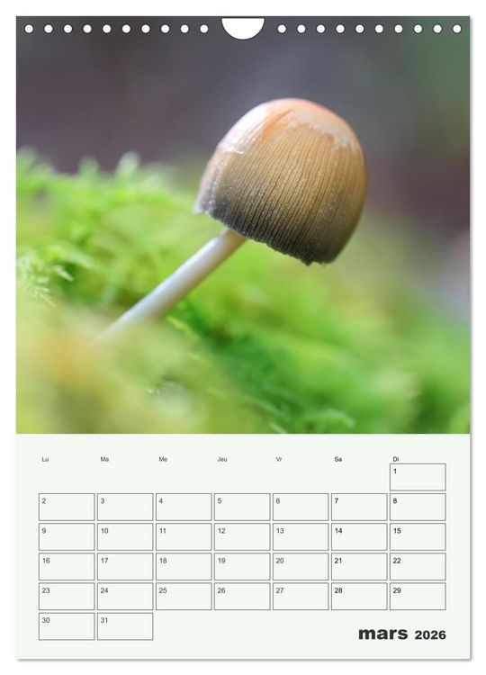 Produktbild: Champignons magiques - Beaut&eacute;s &eacute;ph&eacute;m&egrave;res (Calendrier mural 2026 DIN A4 horizontal), CALVENDO calendrier mensuel