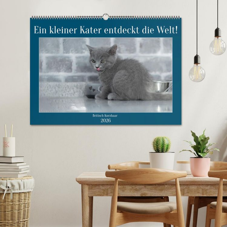 Produktbild: Ein kleiner Kater entdeckt die Welt! (Wandkalender 2026 DIN A2 quer), CALVENDO Monatskalender