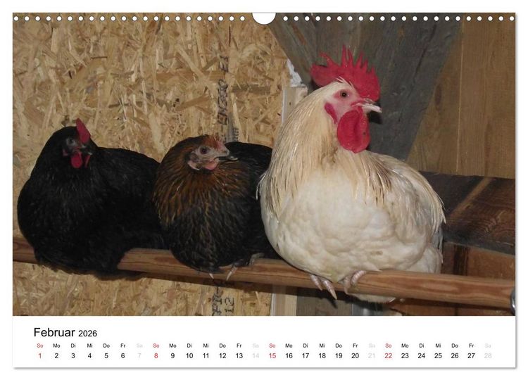 Produktbild: Bauernhoftiere (Wandkalender 2026 DIN A3 quer), CALVENDO Monatskalender