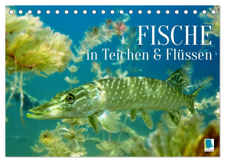 Produktbild: Fische in Teichen und Fl&uuml;ssen (Tischkalender 2026 DIN A5 quer), CALVENDO Monatskalender