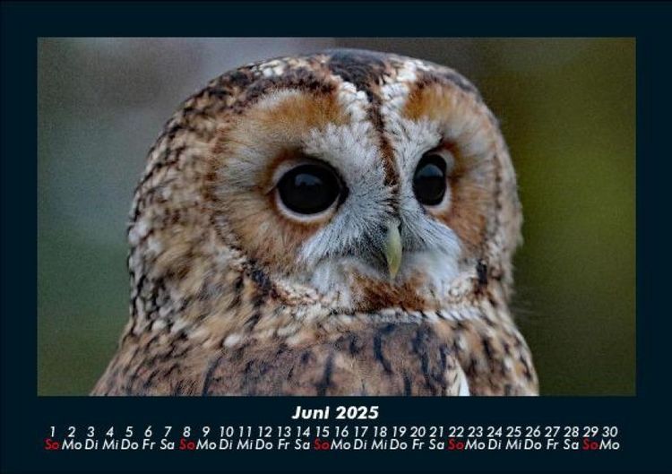 Produktbild: Tierkalender 2025 Fotokalender DIN A5
