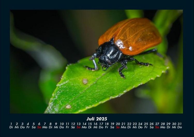 Produktbild: K&auml;fer 2025 Fotokalender DIN A4