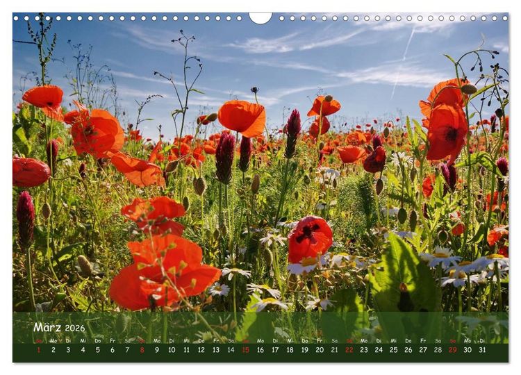 Produktbild: Mohntr&auml;ume (Wandkalender 2026 DIN A3 quer), CALVENDO Monatskalender