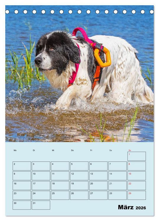 Produktbild: Familienplaner Landseer - Freund und Retter (Tischkalender 2026 DIN A5 hoch), CALVENDO Monatskalender