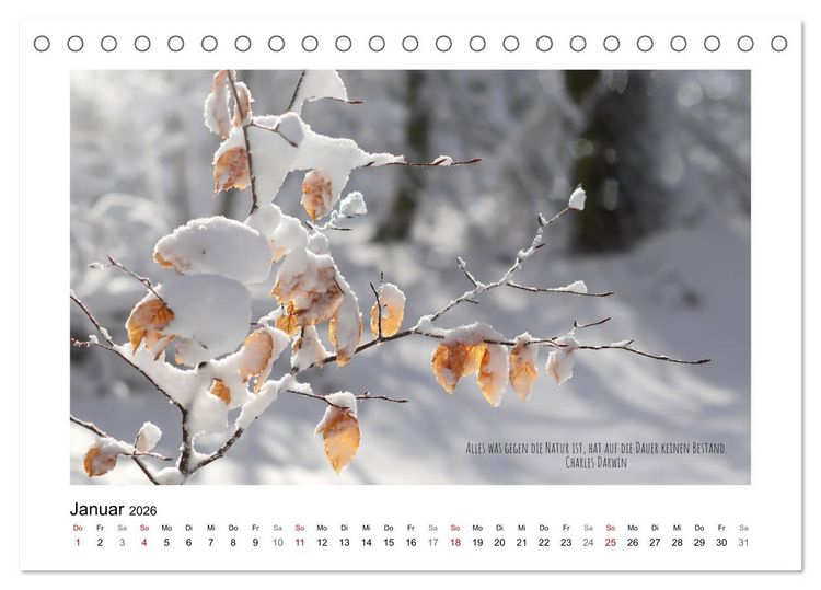 Produktbild: Bl&auml;tterreigen (Tischkalender 2026 DIN A5 quer), CALVENDO Monatskalender