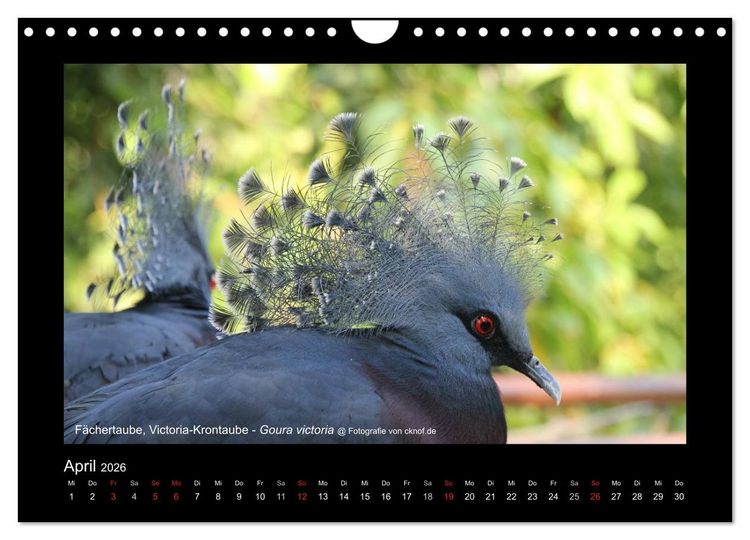 Produktbild: Wildtiere (Wandkalender 2026 DIN A4 quer), CALVENDO Monatskalender