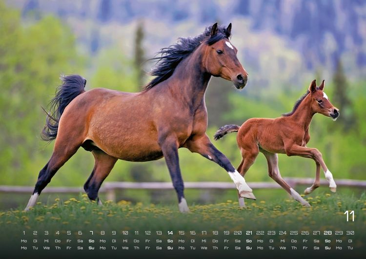 Produktbild: Pferdegefl&uuml;ster - Der Pferdekalender - 2027 - Kalender DIN A2