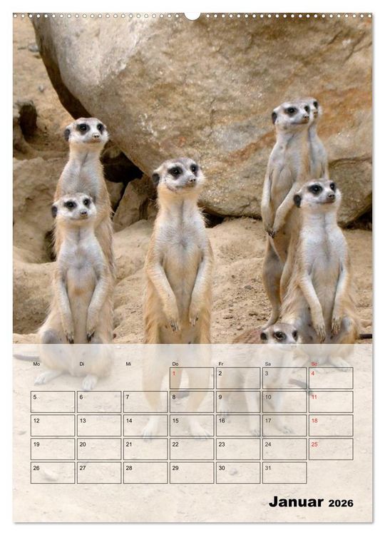 Produktbild: Erdm&auml;nnchen - Afrikas liebenswerte Zwerge (Wandkalender 2026 DIN A2 hoch), CALVENDO Monatskalender