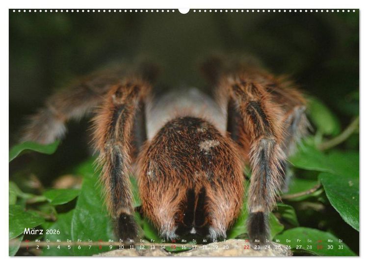 Produktbild: Vogelspinnen (hochwertiger Premium Wandkalender 2026 DIN A2 quer), Kunstdruck in Hochglanz