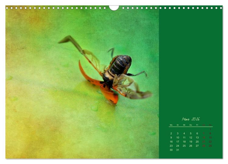 Produktbild: Kalenderspr&uuml;che (Wandkalender 2026 DIN A3 quer), CALVENDO Monatskalender