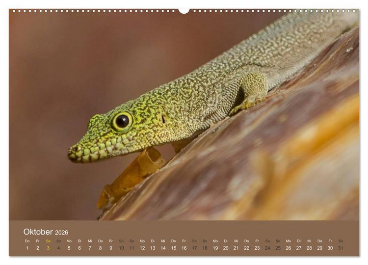 Produktbild: Madagaskars wundersame Tierwelt (Wandkalender 2026 DIN A2 quer), CALVENDO Monatskalender