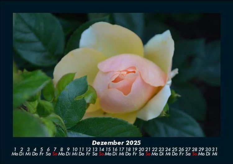 Produktbild: Blumenkalender 2025 Fotokalender DIN A5