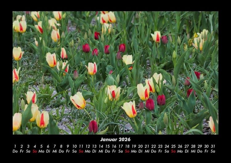Produktbild: Blumenkalender 2026 Fotokalender DIN A3