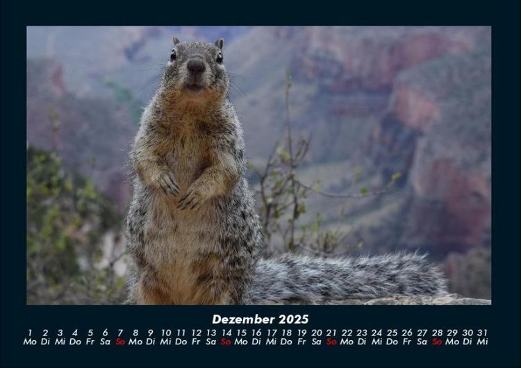 Produktbild: Der Tierkalender 2025 Fotokalender DIN A4