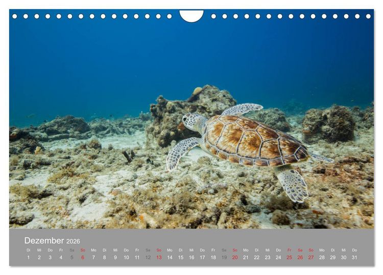 Produktbild: Meeresschildkr&ouml;ten der Karibik (Wandkalender 2026 DIN A4 quer), CALVENDO Monatskalender