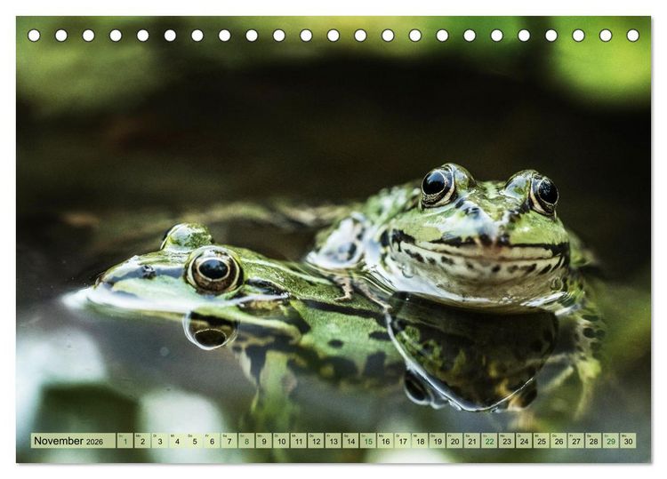 Produktbild: Fr&ouml;hliche Fr&ouml;sche (Tischkalender 2026 DIN A5 quer), CALVENDO Monatskalender