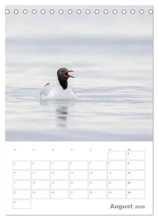 Produktbild: M&ouml;wen - die V&ouml;gel der K&uuml;ste (Tischkalender 2026 DIN A5 hoch), CALVENDO Monatskalender