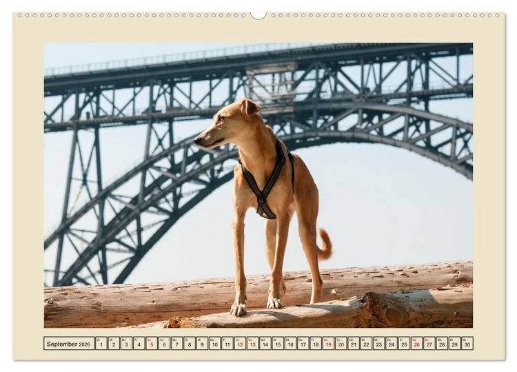 Produktbild: Mit dem Windhund unterwegs im zauberhaften Bergischen Land (Wandkalender 2026 DIN A2 quer), CALVENDO Monatskalender