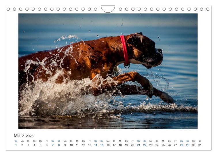 Produktbild: Deutscher Boxer - Boxer im Wasser 2026 (Wandkalender 2026 DIN A4 quer), CALVENDO Monatskalender