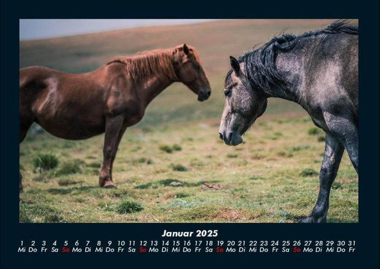 Produktbild: Pferde Kalender 2025 Fotokalender DIN A4