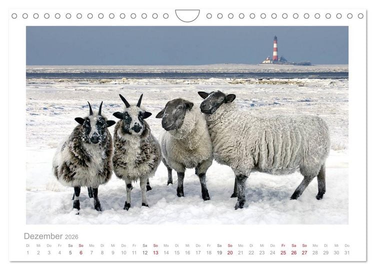 Produktbild: Nordsee Schafe (Wandkalender 2026 DIN A4 quer), CALVENDO Monatskalender