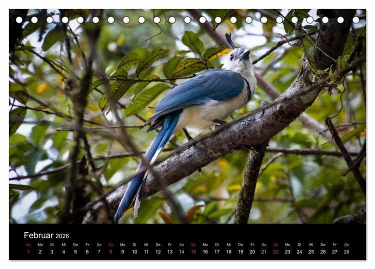 Produktbild: Costa Rica. Faszinierende Tierwelt (Tischkalender 2026 DIN A5 quer), CALVENDO Monatskalender