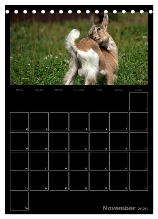 Produktbild: Zwergziegen (Tischkalender 2026 DIN A5 hoch), CALVENDO Monatskalender