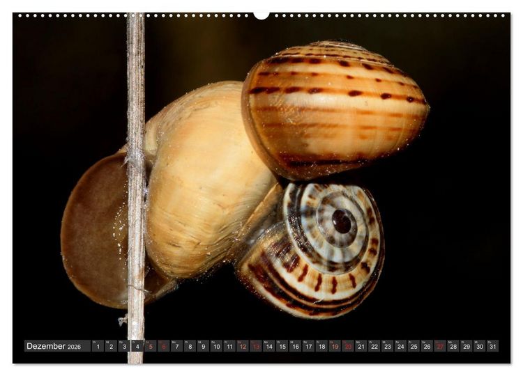 Produktbild: DIE SCHNECKEN EUROPAS (hochwertiger Premium Wandkalender 2026 DIN A2 quer), Kunstdruck in Hochglanz