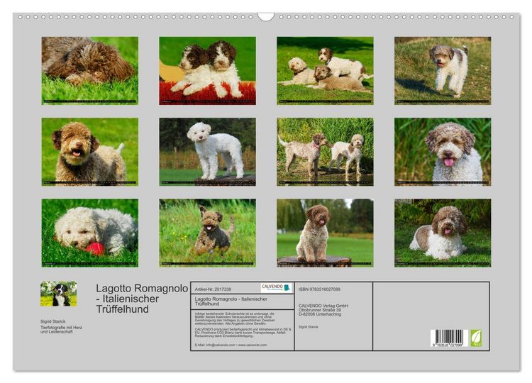 Produktbild: Lagotto Romagnolo - Italienischer Tr&uuml;ffelhund (Wandkalender 2026 DIN A2 quer), CALVENDO Monatskalender