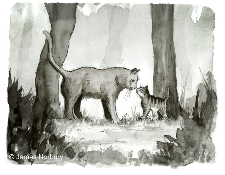 Produktbild: Die Katze, die nach Weisheit sucht