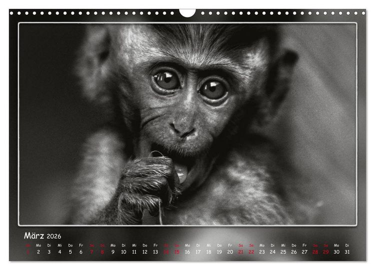 Produktbild: Tieren ins Gesicht geschaut (Wandkalender 2026 DIN A3 quer), CALVENDO Monatskalender