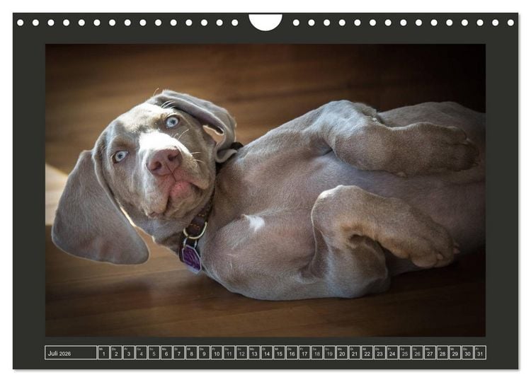 Produktbild: Weimaraner - Ein Welpenjahr (Wandkalender 2026 DIN A4 quer), CALVENDO Monatskalender