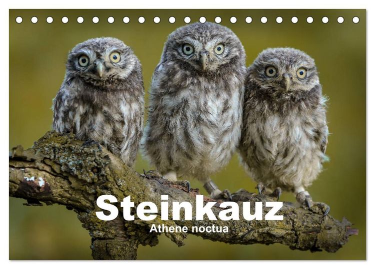 Produktbild: Steink&auml;uze (Athene noctua) (Tischkalender 2026 DIN A5 quer), CALVENDO Monatskalender