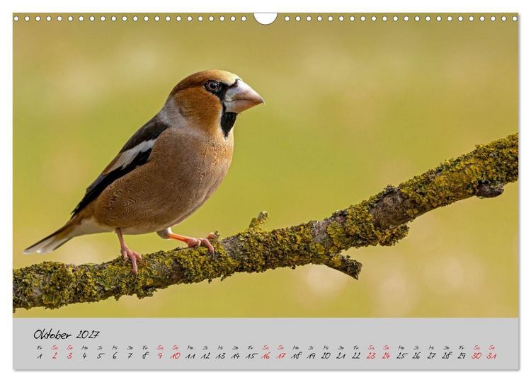 Produktbild: Bunte V&ouml;gel am Futterplatz (Wandkalender 2027 DIN A3 quer), CALVENDO Monatskalender