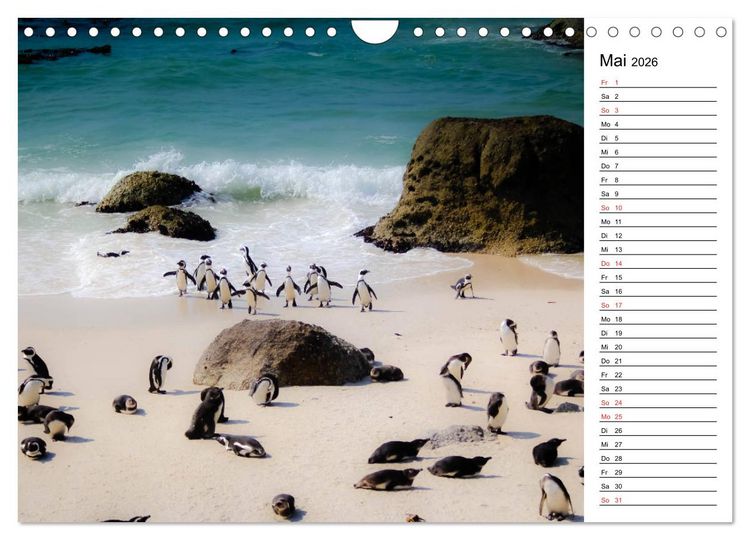 Produktbild: Pinguinliebe (Wandkalender 2026 DIN A4 quer), CALVENDO Monatskalender