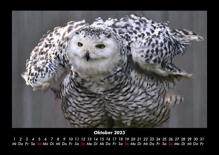 Produktbild: Vogelparadies 2025 Fotokalender DIN A3