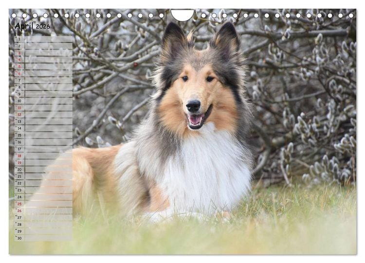 Produktbild: Highland Hawk Fame - Ein Collie begleitet durch das Jahr (Wandkalender 2026 DIN A4 quer), CALVENDO Monatskalender