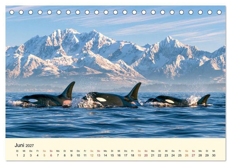 Produktbild: Orcas - Wilde Eleganz des Meeres (Tischkalender 2027 DIN A5 quer), CALVENDO Monatskalender