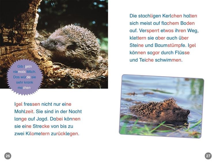 Produktbild: Superleser! Hallo, Igel!