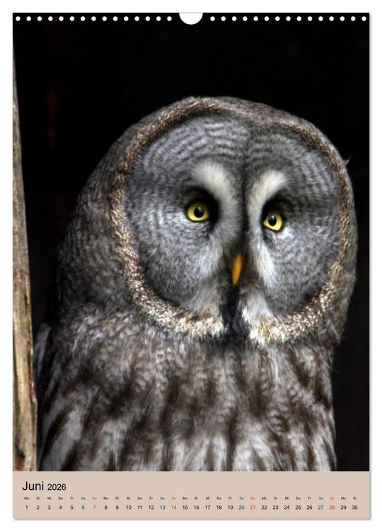 Produktbild: Raubv&ouml;gel - Die J&auml;ger der L&uuml;fte (Wandkalender 2026 DIN A3 hoch), CALVENDO Monatskalender
