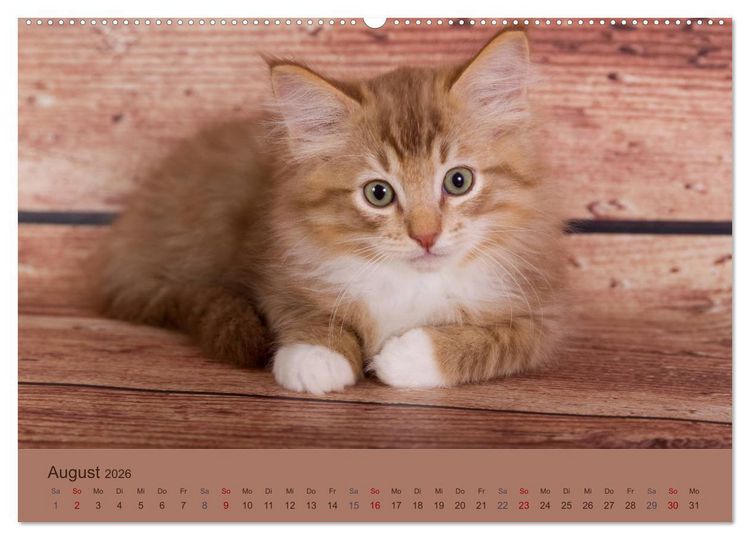 Produktbild: Flauschige Ragdoll Kitten (Wandkalender 2026 DIN A2 quer), CALVENDO Monatskalender